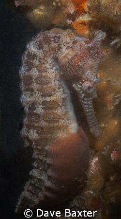 night dive @ ammo jetty found the male who the day before... by Dave Baxter 